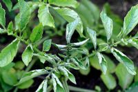 Solanum tuberosum 'Charlotte' - Plant de pomme de terre biologique avec le virus du rouleau de pomme de terre