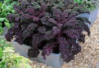 Brassica 'Redbor' - Purple Kale en pot en acier galvanisé