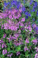 Veronica prostrata 'Rosea'