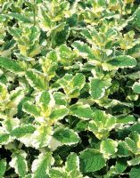 Mentha suaveolens variegata - Ananas Menthe