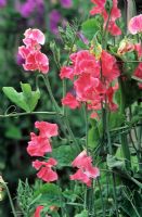 Lathyrus 'Tentation'