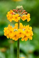 Primula 'Harlow Carr Hybrids'