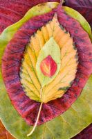 Feuilles d'automne - Hamamelis, Quercus robur, Acer, Cotinus coggygria et Magnolia