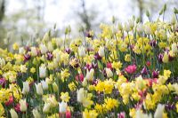 Tulipa 'Rajka', Narcissus 'Step Forward' et Tulipa 'White Triumphator'