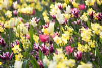 Tulipa 'Rajka', Narcissus 'Step Forward' et Tulipa 'White Triumphator'