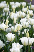 Tulipa 'White Triumphator' et Tulipa 'Mount Tacoma'