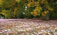 Fleurs de cyclamen moquette le plancher boisé, Wakehurst Place Gardens, West Sussex