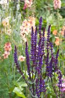 Salvia nemorosa 'Caradonna' et Verbascum 'Merlin' en arrière-plan - Jardin de la Belle et des Bêtes, Jardiniers 'World Live 2008