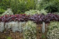 Euonymus panaché de blanc, Heuchera à feuilles violettes, Cerastium tomentosum et Erigeron mucronatus sur le mur du jardin carré à Dewstow Hidden Gardens and Grottos