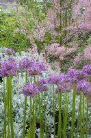 Alliums avec fond de Brachyglottis et Tamarisk dans The Rock Garden à Dewstow Hidden Gardens and Grottos