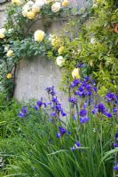 Iris et rosiers grimpants à Dewstow Hidden Gardens and Grottos