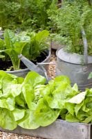 Assortiment de légumes cultivés dans des pots galvanisés recyclés