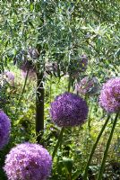 Allium 'Globemaster' et Pyrus salicifolia 'Pendula' - Poirier pleureur