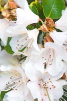 Rhododendron 'Alison Johnstone'