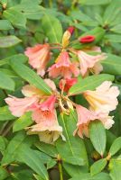 Groupe Rhododendron Icarus