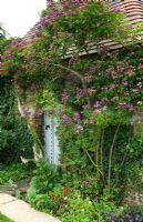 Bâtiment de jardin en briques et tuiles avec rosiers grimpants 'Veilchenblau' et parterre de fleurs herbacées - Mannington Hall, près de Norwich, Norfolk