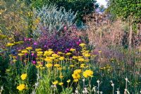 Un parterre de vivaces, d'herbes et d'arbustes mixtes, y compris Achillea 'Gold Plate' et Rosa chinensis 'Mutabilis' à Broughton Grange
