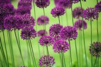 Allium 'Purple Sensation' au RHS Gardens Wisley