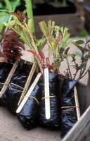 Emballage de jeunes plants pour la vente par correspondance avec de la mousse de sphaigne - Poyntzfield Herb Nursery, Black Isle