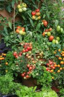 Fête de la tomate avec la variété de brousse 'Gartenperl' poussant dans un pot de fraises, le type de bifteck 'Roncardo' poussant derrière la clôture et la tomate prune 'Roma' à côté. Les soucis français dissuadent les aleurodes