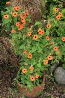 Nouveau, plus grand Susan aux yeux noirs à fleurs orange, Thunbergia alata 'Superstar Orange' grandissant une branche d'arbre dans un pot en terre cuite