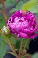 Rosa 'William Lobb' - Rose mousse