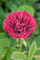 Rosa 'Fisher Holmes' 1865
