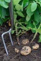 Solanum tuberosum 'Epicure' - Pommes de terre biologiques fraîchement récoltées
