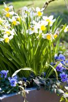 Narcissus cyclamineus 'Jack Snipe' avec alto en pot