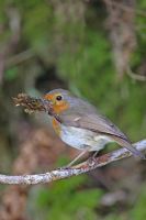 Erithracus rubecula - Robin perché sur une branche avec un bec plein de feuilles mortes pour la construction du nid