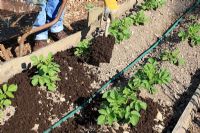 Utilisation du compost comme paillis de pommes de terre à croissance ronde