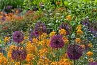 Parterre de juin avec Allium 'Purple Sensation', giroflée sibérienne Cheiranthus x allionii 'Orange King' et Myosotis