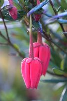 Crinodendron hookerianum - Arbre Lanterne