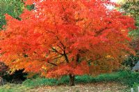 Acer palmatum 'Elegans' - Couleurs d'automne brillantes de l'érable japonais - Batsford Arboretum, Gloucestershire