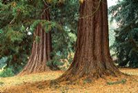 Sequoiadendron giganteum - Séquoias géants dans les bois à Batsford Arboretum, Gloucester