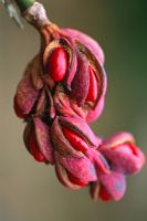 Gousse de Magnolia x soulangeana 'Rustica Rubra'