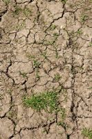 Terre craquelée sèche avec croissance sporadique de l'herbe