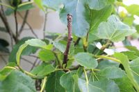 Phomopsis cinerescens - Le chancre des figues peut provoquer le dépérissement des pousses individuelles