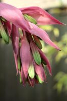 Beschorneria yuccoides fleurit en mai