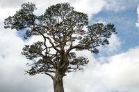 Pinus sylvestris - Pin sylvestre contre un ciel bleu nuageux