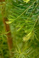 Melaleuca alternifolia - Feuillage d'arbre à thé