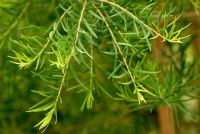 Melaleuca alternifolia - Feuillage d'arbre à thé