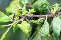 Brachycaudus helichrys - Bouclier des feuilles Puceron du prunier - Fait enrouler les jeunes pousses