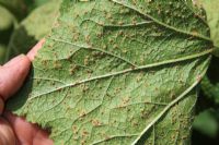 Puccinia malvacearum - rouille rose trémière, gros plan des pustules sur le dessous des feuilles