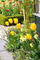 Tulipa 'Juliette' et Narcisse 'Yellow Cheerfulness'