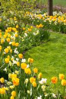 Parterre de printemps mixte - Tulipa 'Juliette', Narcisse 'Yellow Cheerfulness', 'Tripartite' et 'Waterperry'