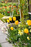 Parterre de printemps mélangé avec Tulipa 'Juliette' et Narcisse 'Yellow Cheerfulness' avec assise en arrière-plan