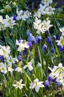 Narcisse 'Ice Wings', Muscari azureum, Muscari latifolium, Muscari 'Valerie Finnes' et Muscari botryoides 'Album'