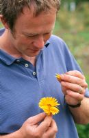 Calendula officianalis - homme arrachant des pétales de fleur de souci en pot comestible