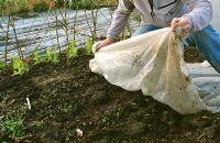 Enlever la couverture protectrice des jeunes plants dans le jardin